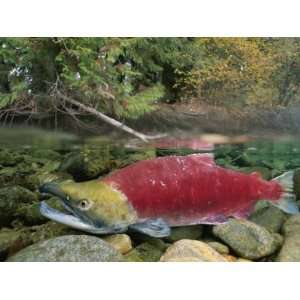  A Sockeye Salmon Spawns in the Shallow Water of the Adams 
