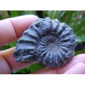  A6211 Gemqz Black Ammonite Fossil Double Sided Large 