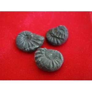  S8318 Mini Black Ammonite Fossil Double Sided 3 pcs 