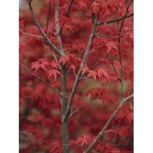 Japanese Maple Trees (Acer Palmatum) National Geographic Collection 