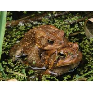 Pair of American Toads in a Duckweed Strewn Pond in Amplexus Animal 