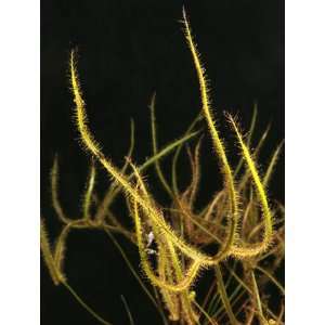  Sundew   Drosera dichotoma Giant