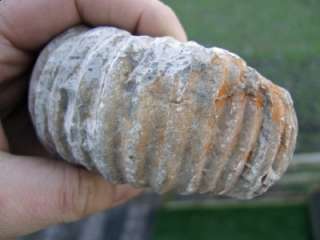 LARGE GENUINE Agadir Ammonite Fossil Morocco CLEARANCE SALE 1p 