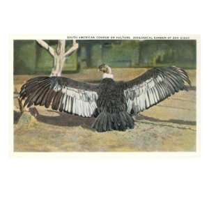  Andean Condor Giclee Poster Print, 18x24