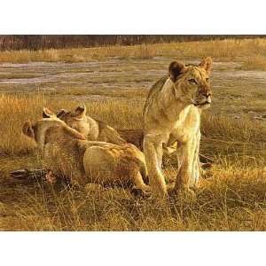  Robert Bateman   Lions At Dawn Artists Proof