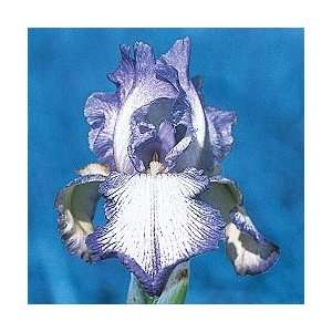  Queen Dorothy Shades of Blue Reblooming Iris