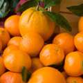 vitamin c source orange it has long been known that human beings do 