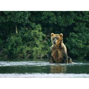  A Wet Brown Bear Sitting in Water as it Hunts Salmon 