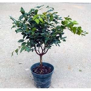 Jabuticaba Fruit Tree Plant   Bonsai or Houseplant   4 Pot  