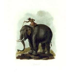  Elephant Etching Ibbetson, Julias Caesar Tookey, Animals 