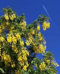 Rare*GOLDEN CHAIN TREE* 5 SEEDS ** SHOWY ** #1145  