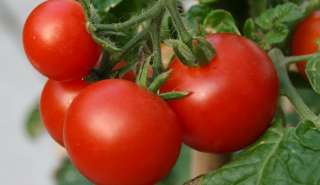 Historische Tomate Marglobe, 10 Korn + #528  