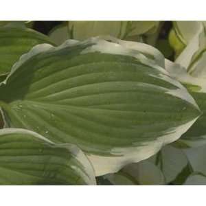  Silk Kimono Hosta Patio, Lawn & Garden