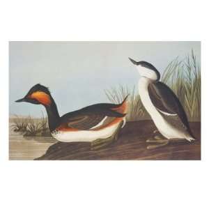  Eared Grebe Giclee Poster Print by John James Audubon 