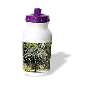  Florene Trees   Purple Flower Tree n Palms   Water Bottles 