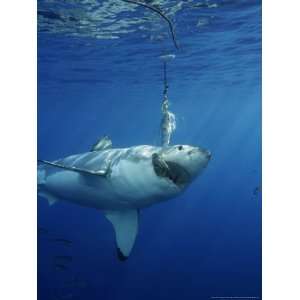  Great White Shark, Guadalupe Island, Mexico Premium 
