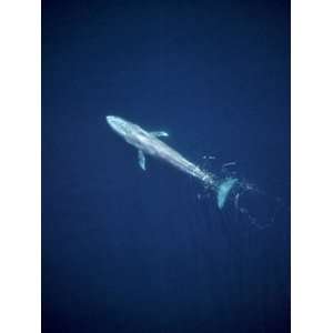 Blue Whale, Aerial, Mexico Giclee Poster Print by Patricio Robles Gil 