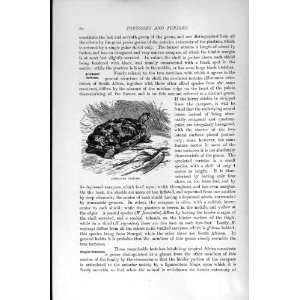 NATURAL HISTORY 1896 AREOLATED TORTOISE OLD PRINT 