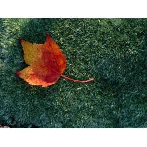  A Maple Leaf Lies on Emerald Moss in Autumn National 