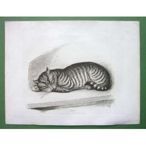 SLEEPING CAT Cute   SCARCE Vintage Antique Copperplate Print by Samuel 