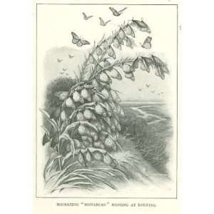    1915 Entomology Bugs Do Insects Migrate Like Birds 