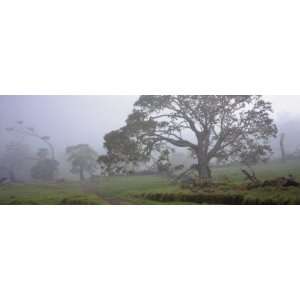  Koa Trees on a Landscape, Mauna Kea, Mana Road, Big Island 