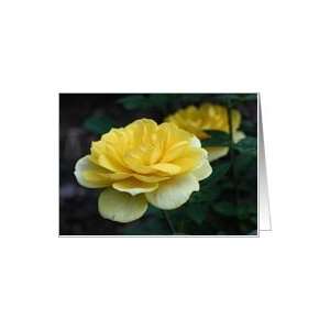  Yellow Rose Flower Photo Blank Note Card Card Health 