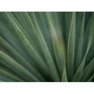  Close View of the Leaves of a Sotol Agave Plant Stretched 
