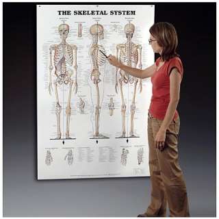 Giant Skeletal System Chart, Skeleton Charts Anatomical  