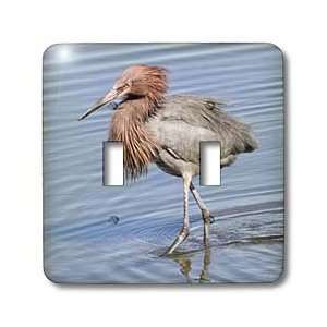 VWPics Birds   Reddish Egret fluffs its feathers as it hunts in the 