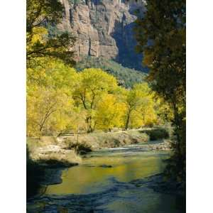  Cottonwood Trees on Banks of the Virgin River, Zion National Park 