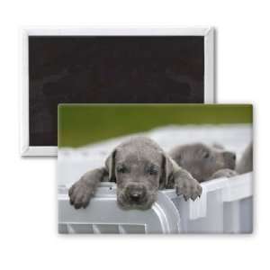 Someof the 15 puppies born in Urmston,   3x2 inch Fridge Magnet 