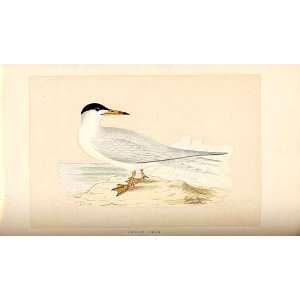    H/C British Birds 1St Ed Morris Common Tern 315