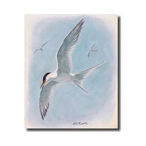  Common Tern Flying With Two Distant Companions Giclee 
