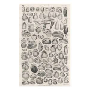  of Different Sea Shells, Including Varieties of Clam, Mussel, Whelk 