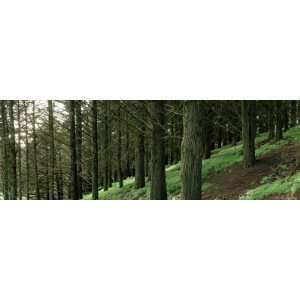 Trees in a Forest, Presidio Forest, San Francisco, California, USA 
