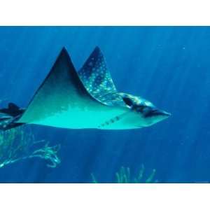  Underwater Picture of a Swimming Sting Ray Fish Stretched 