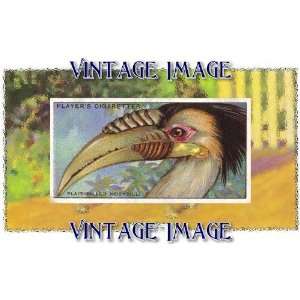   Print Bird Plait Billed Hornbill Vintage Image