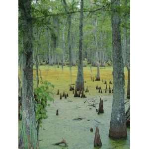  Cajun Country, Atchatalaya Swamp, Near Gibson, Louisiana 