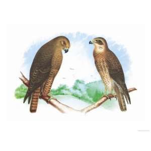 Hen Hawk and Swainsons Hawk Giclee Poster Print by Theodore Jasper 