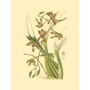  Ridgeway Orchids III Finest LAMINATED Print Kenneth 