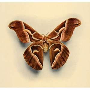   Philosamia cynthia Moth Print   Original Print