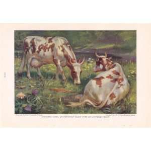  Ayrshire Cows   Cattle of the World Edward Herbert Miner Vintage Cow 