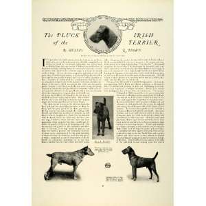  1923 Article Champion Irish Terrier Dogs Pets John G. Bates 