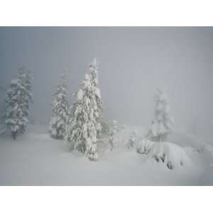  A Heavy Blanket of Snow and Fog Cover a Group of Pine 