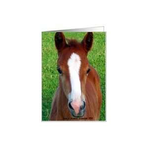  Morgan Horse Foal, Horse ,Any Occasion Card Health 