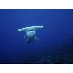  Scalloped Hammerhead Shark, Swimming, Galapagos Photos To 