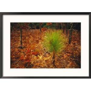  Longleaf Pine, Turkey Oaks and Ferns in a Bed of Fallen 