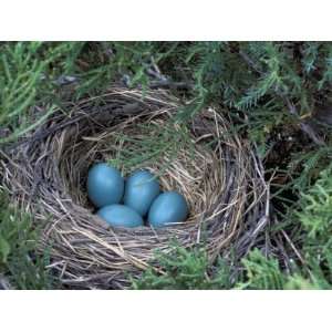  Robin Nest with Eggs, Turdus Migratorius, USA Photographic 