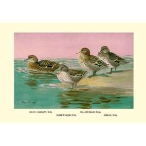  Four Types of Teal Ducks 20x30 poster